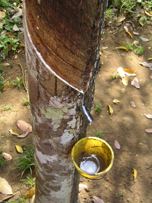 Latex production by milking a rubber tree; photo courtesy Jan-Pieter Nap